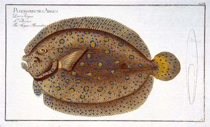 The Argus Flounder (Pleuronectes Argus) plate XLVIII from 